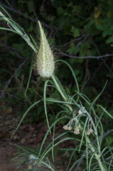 Gomphocarpus tomentosus tomentosus
