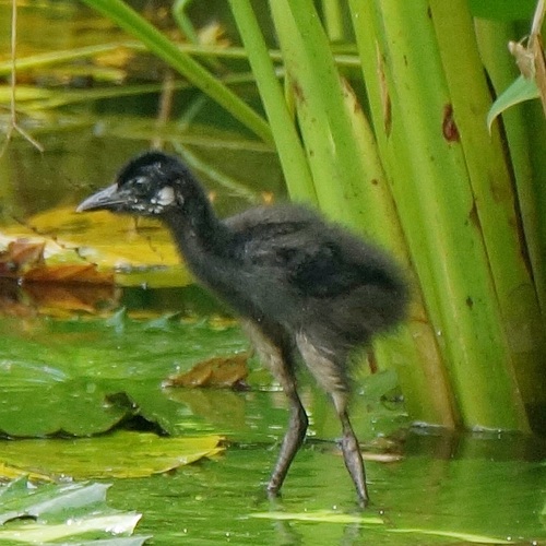 White-breasted Waterhen, photo 7 of 8