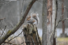 Sciurus carolinensis