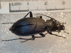 Carabus hummeli