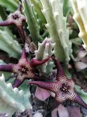 Stapelia cedrimontana