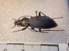 Carabus hummeli