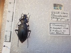 Carabus hummeli