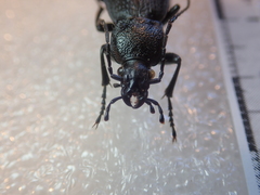 Carabus hummeli