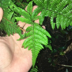 Metathelypteris uraiensis