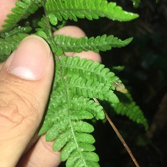 Metathelypteris uraiensis