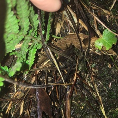 Metathelypteris uraiensis