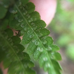 Metathelypteris uraiensis