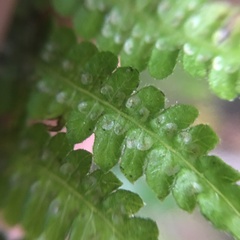 Metathelypteris uraiensis