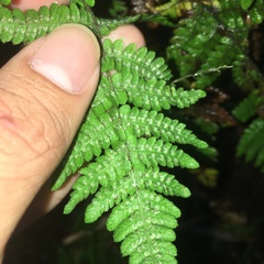 Metathelypteris uraiensis