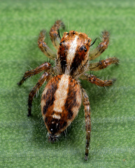 Plexippina
