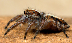 Plexippina