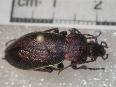 Carabus henningi