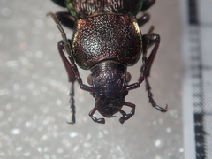 Carabus henningi