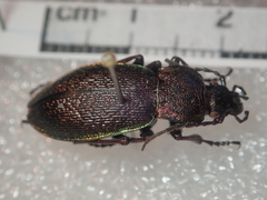 Carabus henningi