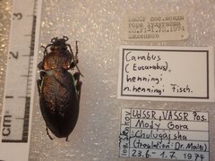 Carabus henningi