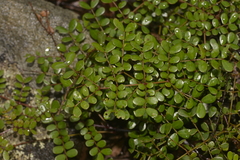 Mezoneuron brachycarpum