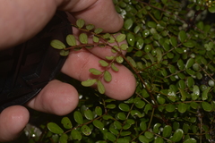Mezoneuron brachycarpum
