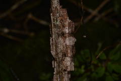 Mezoneuron brachycarpum