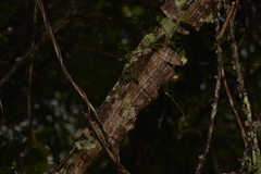 Mezoneuron brachycarpum