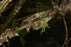 Mezoneuron brachycarpum