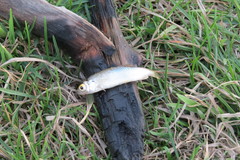 Rutilus rutilus lacustris