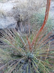 Agave geminiflora