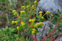 Euphorbia jolkinii