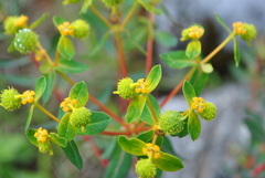 Euphorbia jolkinii