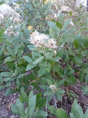 Eremosis foliosa