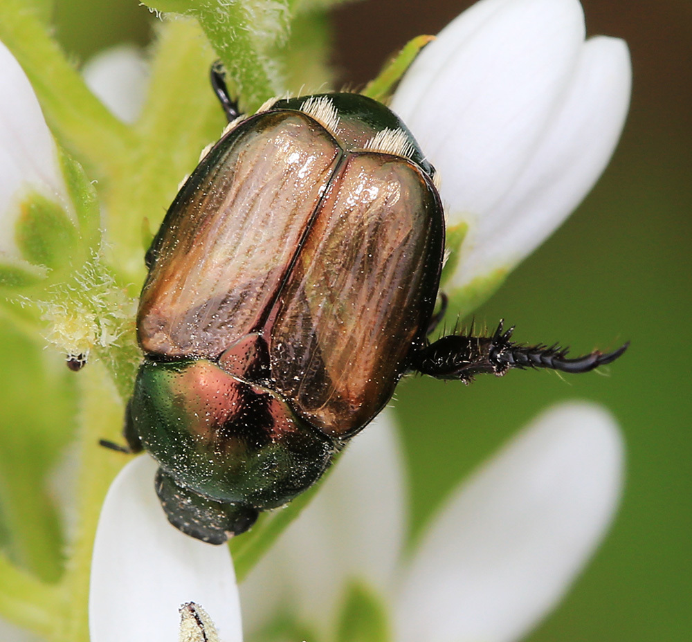 Popillia quadriguttata