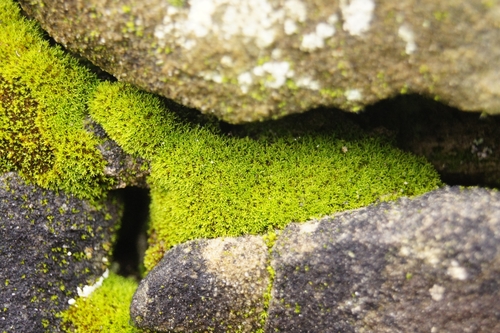 Image of Pseudocrossidium revolutum by (c) Dan Wrench, some rights reserved (CC BY)