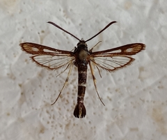 Chamaesphecia leucoparea