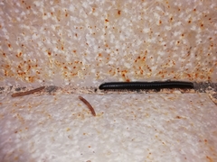 Pachyiulus oenologus