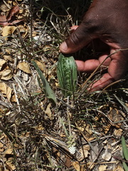 Drimiopsis burkei