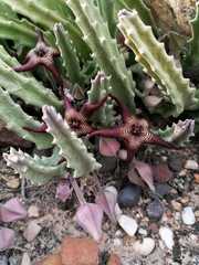 Stapelia cedrimontana