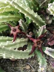 Stapelia cedrimontana