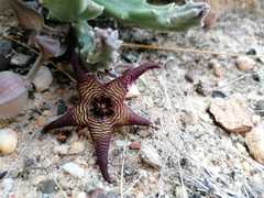 Stapelia cedrimontana