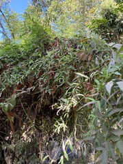 Tetrastigma formosanum