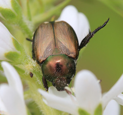 Popillia quadriguttata