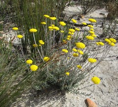 Helichrysum capense