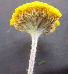 Helichrysum capense