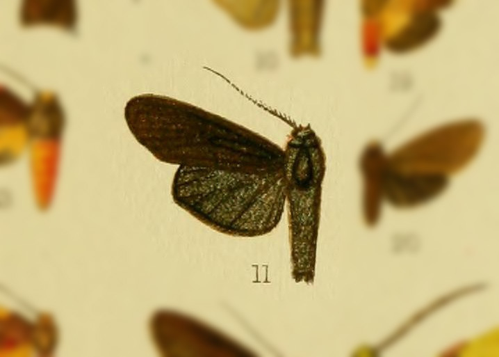 Neritos holophaea