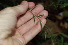 Phyllanthus virgatus