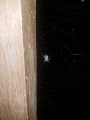 Araneae
