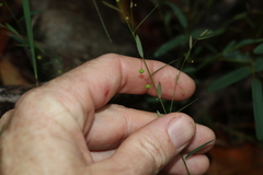Phyllanthus virgatus