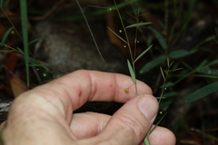Phyllanthus virgatus