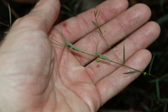 Phyllanthus virgatus