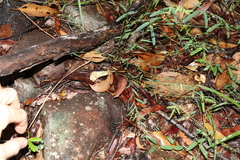 Phyllanthus virgatus