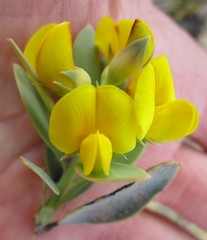 Rafnia racemosa